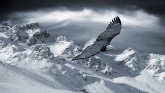 Flight Animals Mountains Birds Eagles snow landscapes