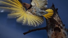 Flight Birds Alaska woodpecker