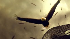 Flight Birds Eagles