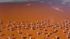 Flight Birds flamingos aerial view bolivia