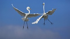 Flight Birds Florida venice Fighting male egrets
