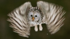 Flight Birds national geographic motion blur Owls