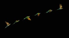 Flight Birds Parrots black background flying