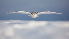 Flight Birds White Owl