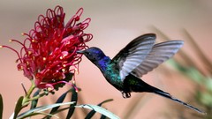Flight Birds wings hummingbirds iridescence