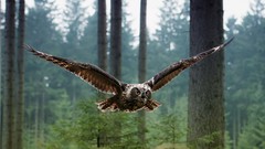 Flight Birds wings Owls