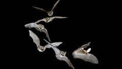 Flight brown black background bats
