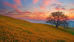 Flight California oak angels