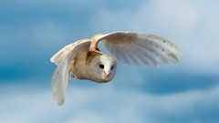 Flight clouds Birds Owls barn owl