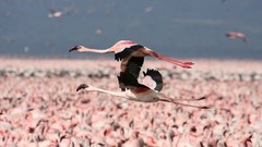 Flight flamingos Kenya