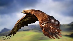 Flight nature Animals Mountains Birds wings feathers flying 