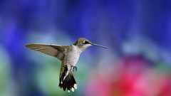 Flight nature Birds wings colors hummingbirds multicolor