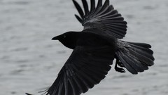Flight nature black Birds crow