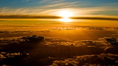 Flight nature golden