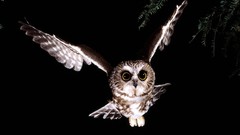 Flight night Birds Owls