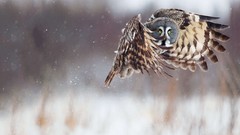 Flight snow Animals Birds Owls