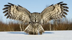 Flight snow white Birds wings grey Owls