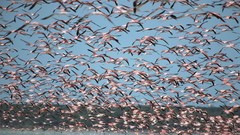 Flock Mexico flamingos