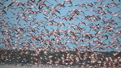 Flock Mexico flamingos