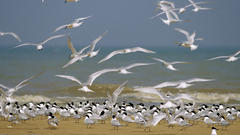 Flock of sandwich Terns