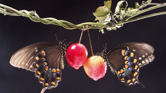 Flood shit high detection ispc Resolution