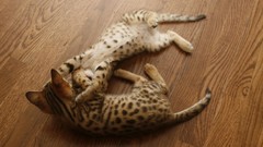 Floor Animals Kittens serval