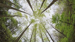 Floor Tennessee forests great smoky mountains