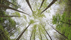 Floor Tennessee forests great smoky mountains