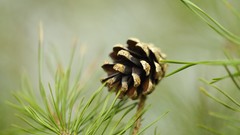Flora pinecones