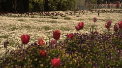 Floriade high dsc canberra