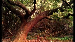 Florida oak tree ortcele