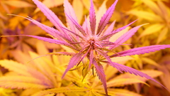 Flower baby redox dxqqz