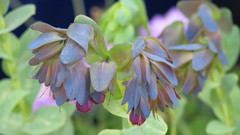 Flower blue high quality