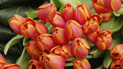 Flower Flowers tulips