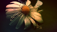 Flower full Don The rest have