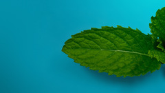 Flower Green blue Plants