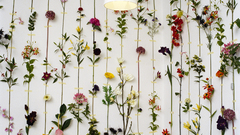 Flower high Resolution tensta