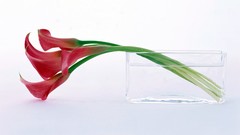 Flower lily glass water