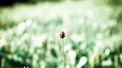 Flower lonely high Resolution daadox dyaznb