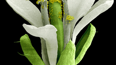 Flower macro high-quality