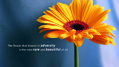 Flower nature quote wallpaper