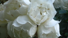 Flower Other The not but same img