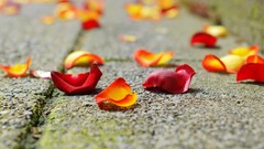 Flower petals