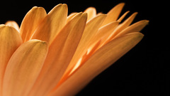 Flower petals nature Flowers