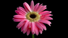 Flower pink Gerbera