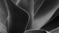 Flower Plant anlage impianto