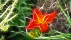 Flower red leaf high Resolution