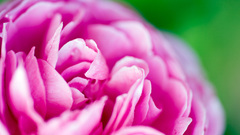 Flower rose pink Green