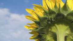 Flower sunflower yellow