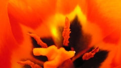 Flower tulip orange red